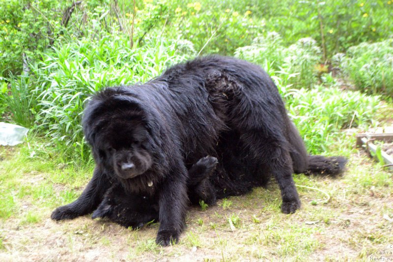 Фото: ньюфаундленд Lepestok Lilii (Лепесток Лилии), ньюфаундленд Lemyuyel' Derien (Лемюэль Дериен)