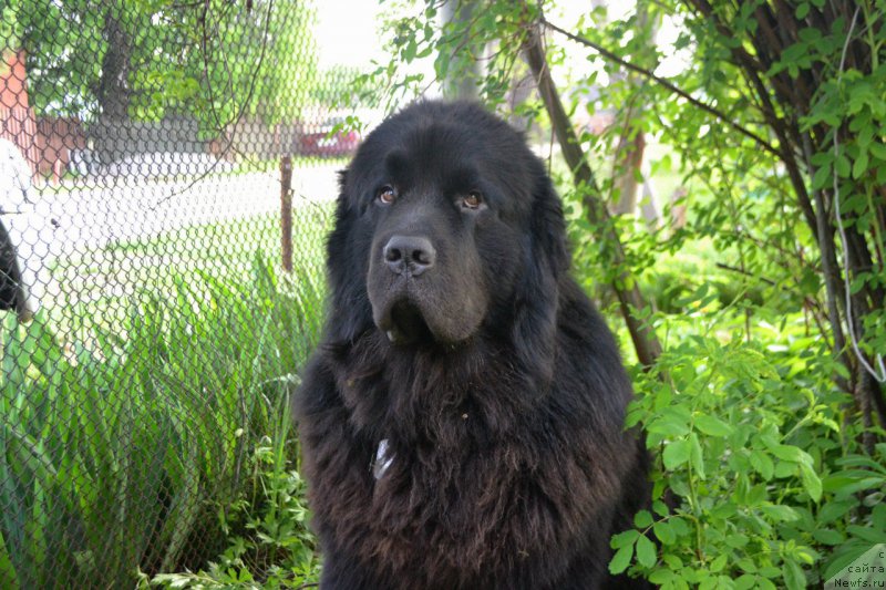 Фото: ньюфаундленд Lemyuyel' Derien (Лемюэль Дериен)