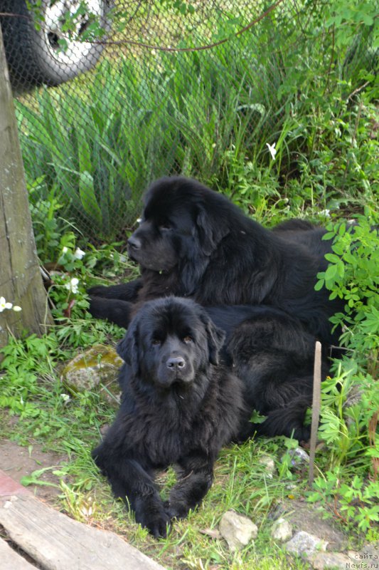 Фото: ньюфаундленд Lemyuyel' Derien (Лемюэль Дериен), ньюфаундленд Lepestok Lilii (Лепесток Лилии)
