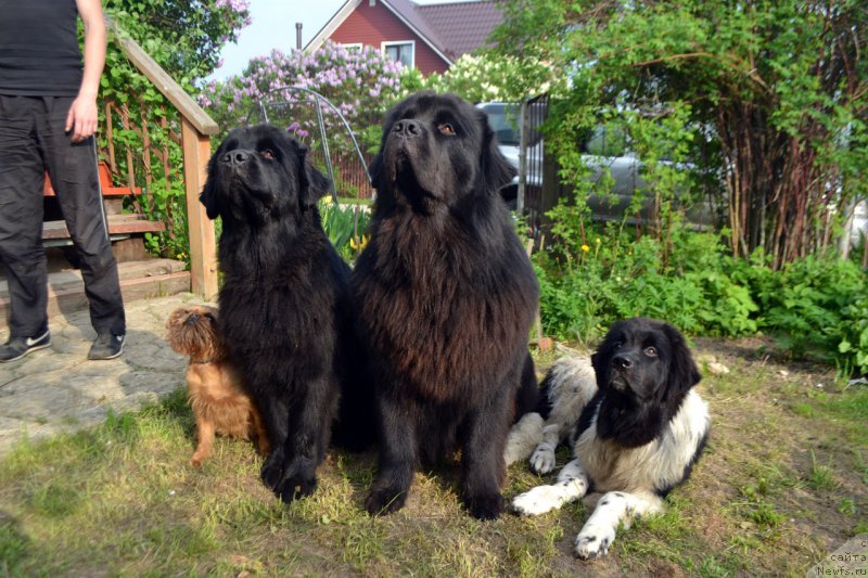 Фото: Хэппи, ньюфаундленд Lepestok Lilii (Лепесток Лилии), ньюфаундленд Lemyuyel' Derien (Лемюэль Дериен), ньюфаундленд Sent Djons Prima de Ferolli (Сент Джонс Прима де Феролли)