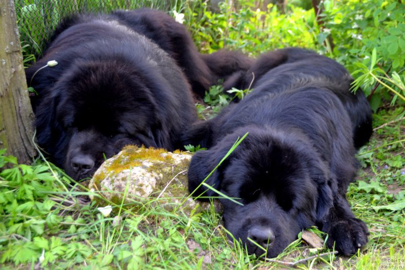Фото: ньюфаундленд Lemyuyel' Derien (Лемюэль Дериен), ньюфаундленд Lepestok Lilii (Лепесток Лилии)