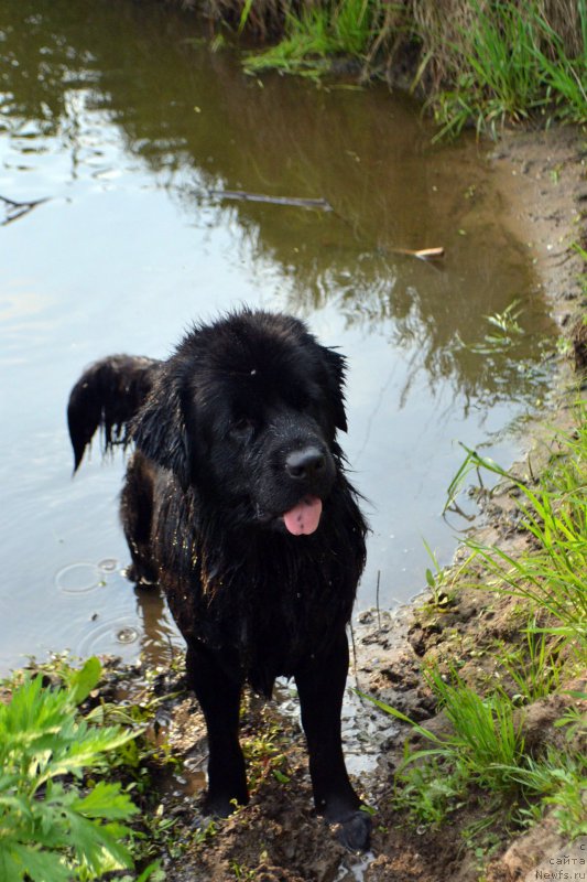 Фото: ньюфаундленд Lepestok Lilii (Лепесток Лилии)