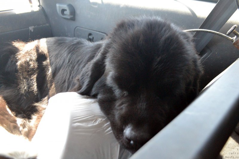 Фотография № 182729