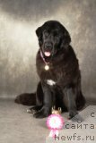 Фото: ньюфаундленд My Frend Newfy' Abigail Miss Churchill