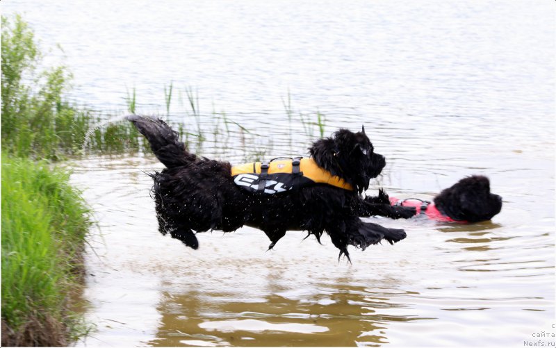Фото: ньюфаундленд Cristalmar Cadeaux de Noel