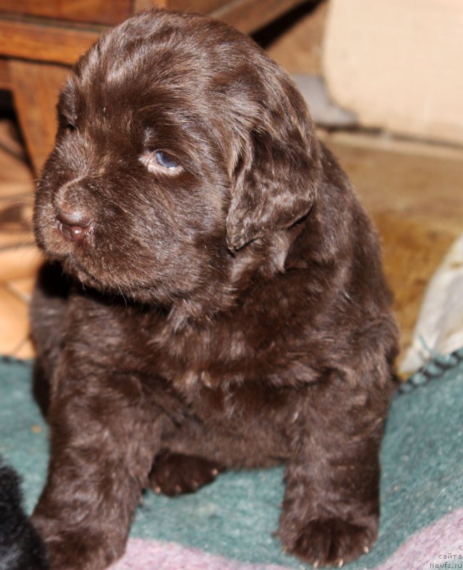 Фотография № 182744