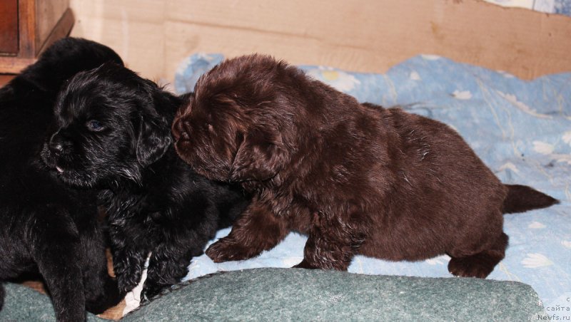 Фотография № 182748