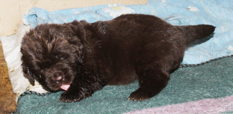 Фото: ньюфаундленд Brownblood MSK Zhani Osher (Браунблад МСК Жани Ошер)