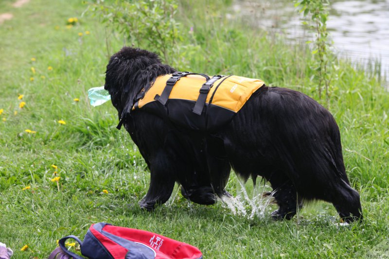Фото: ньюфаундленд Cristalmar Cadeaux de Noel