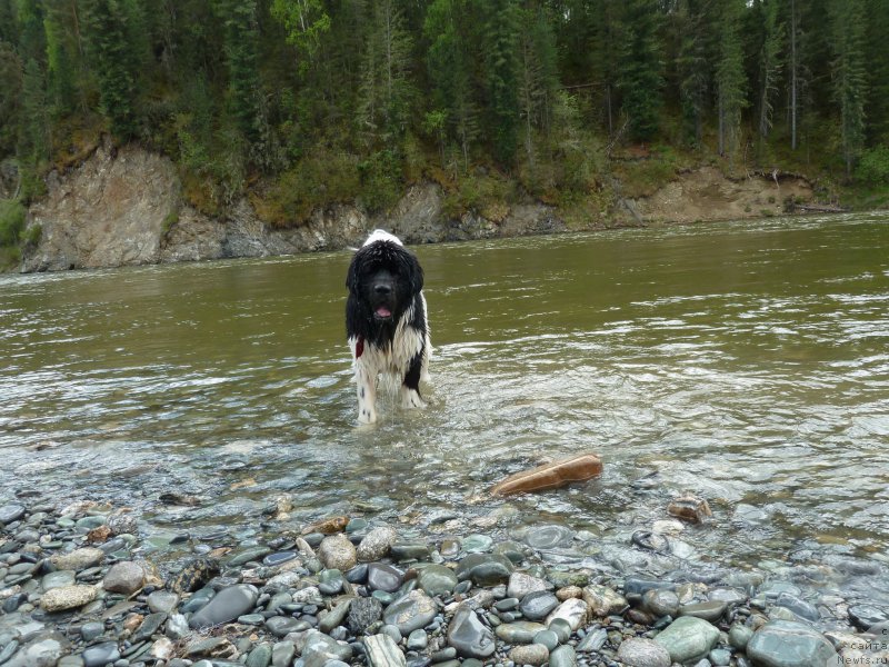 Фото: ньюфаундленд Bi Perfekt Vitko YUgo (Би Перфект Витко Юго)