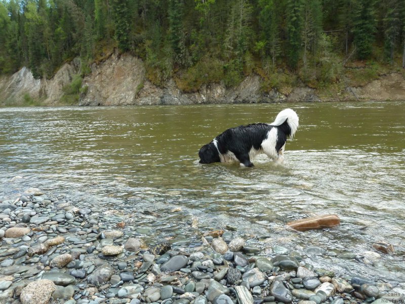 Фото: ньюфаундленд Bi Perfekt Vitko YUgo (Би Перфект Витко Юго)