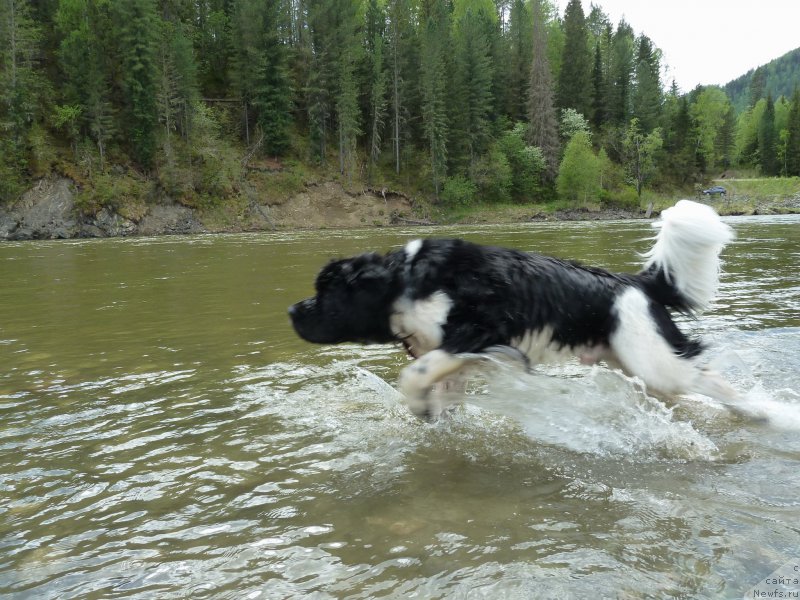 Фото: ньюфаундленд Bi Perfekt Vitko YUgo (Би Перфект Витко Юго)