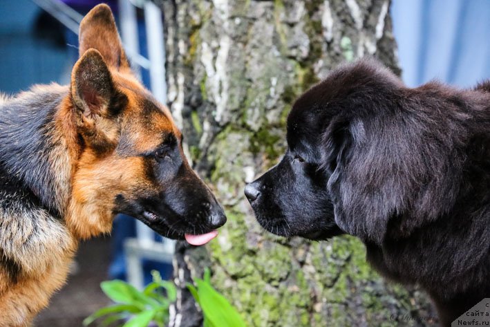 Фото: ньюфаундленд Vpered Zovuschaya s Berega Dona (Вперед Зовущая с Берега Дона)