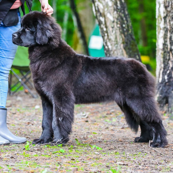 Фото: ньюфаундленд Vpered Zovuschaya s Berega Dona (Вперед Зовущая с Берега Дона)