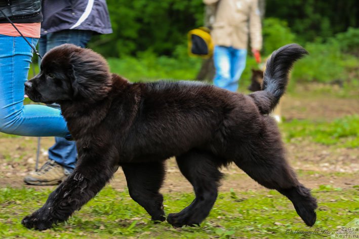 Фото: ньюфаундленд Vpered Zovuschaya s Berega Dona (Вперед Зовущая с Берега Дона)