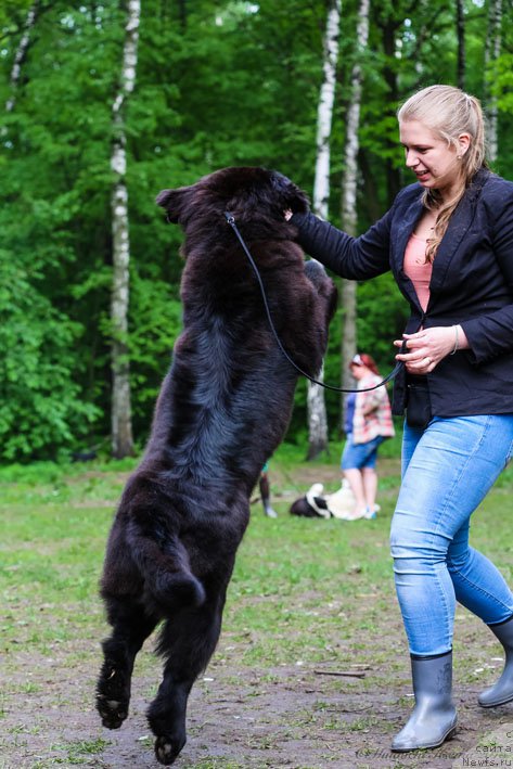 Фото: ньюфаундленд Vpered Zovuschaya s Berega Dona (Вперед Зовущая с Берега Дона)
