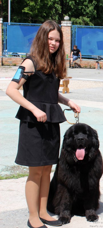 Фото: Mariya SHmeleva (Мария Шмелева), ньюфаундленд Brownblood MSK Harricane Higgins (Браунблад МСК Харрикейн Хиггенс)