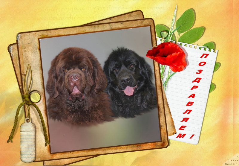 Фото: ньюфаундленд Charli The Best Helfi Pel (Чарли Де Бест Хелфи Пэл), ньюфаундленд Russkaya Krasavica Nyura (Русская Красавица Нюра)