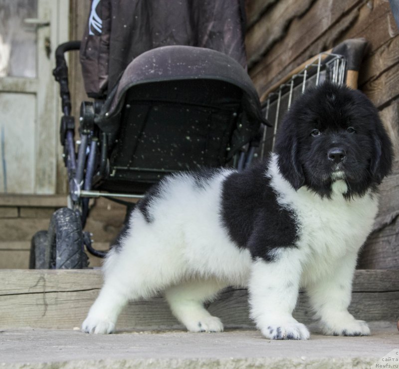 Фотография № 182786