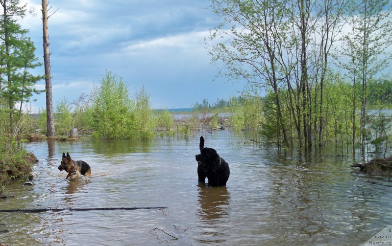 Фото: ньюфаундленд Smigar Volna Uspeha (Смигар Волна Успеха)