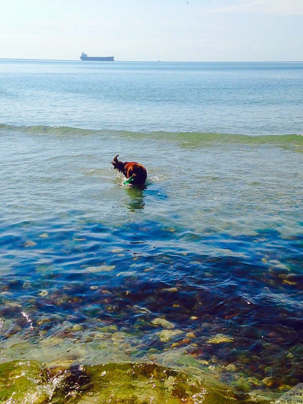 Фото: ньюфаундленд Brownblood MSK Happy Teddy (Браунблад МСК Хэппи Тедди)