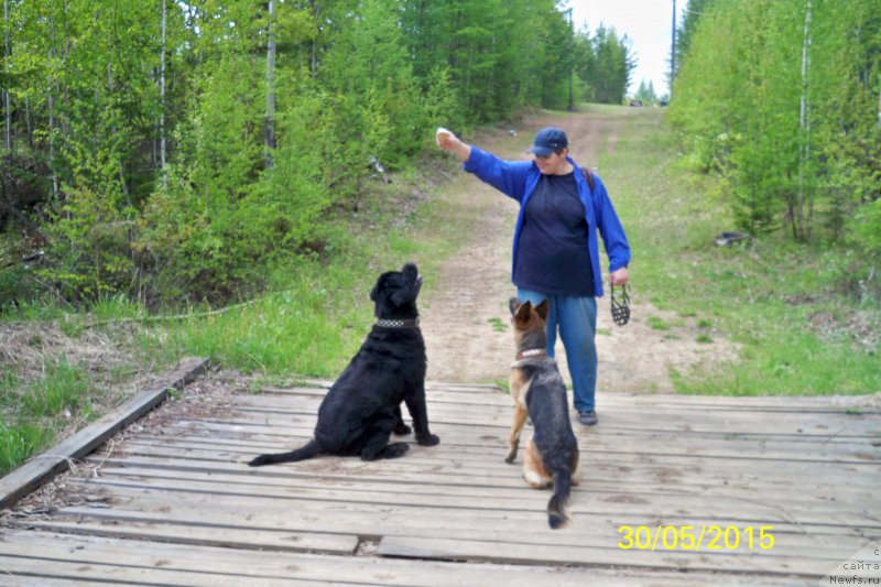 Фото: ньюфаундленд Smigar Volna Uspeha (Смигар Волна Успеха)