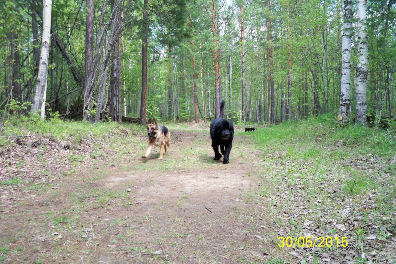 Фото: ньюфаундленд Smigar Volna Uspeha (Смигар Волна Успеха)