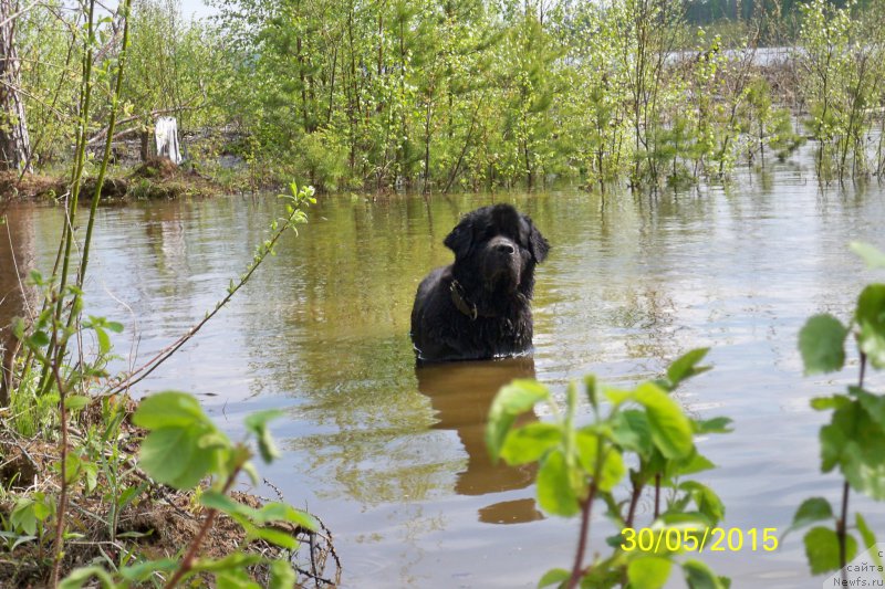 Фото: ньюфаундленд Smigar Volna Uspeha (Смигар Волна Успеха)