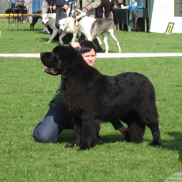 Фото: ньюфаундленд Akvatoriya Kelvin Zahar (Акватория Келвин Захар)