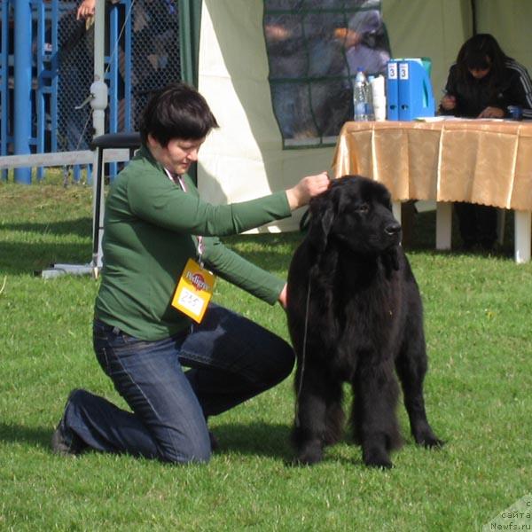 Фото: ньюфаундленд Aquatoriya Kelvin Zarya v Hijine Dyadi Djeri (Акватория Келвин Заря в Хижине Дяди Джери)