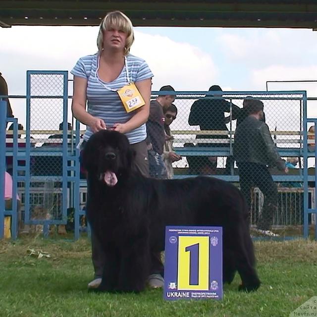 Фото: ньюфаундленд Zvezdny Syn s Berega Dona (Звездный Сын с Берега Дона)