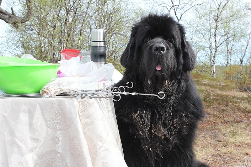 Фото: ньюфаундленд Beguschaya po Volnam Zero Kool (Бегущая по Волнам Зеро Коол)