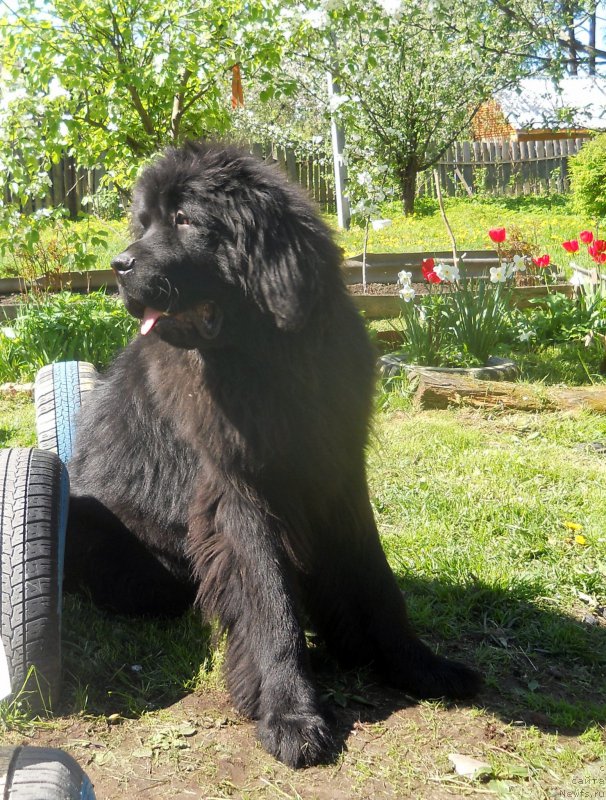 Фото: ньюфаундленд Alfa Dar Oksa Arsemiy (Альфа Дар Окса Арсёмий)