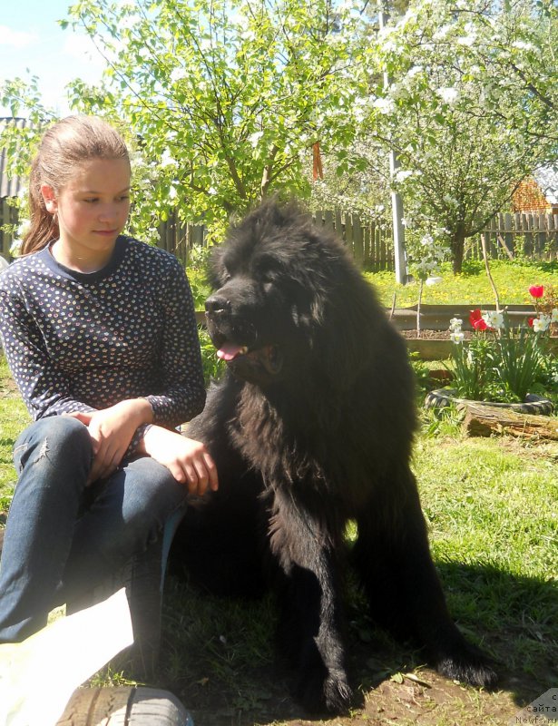 Фото: ньюфаундленд Alfa Dar Oksa Arsemiy (Альфа Дар Окса Арсёмий)