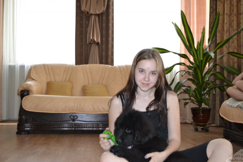 Фото: ньюфаундленд CHernyiy Balu Evita Leona (Черный Балу Евита Леона)