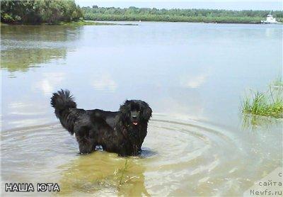 Фото: ньюфаундленд Huodye SHen' YUtta (Хуодэ Шень Ютта)