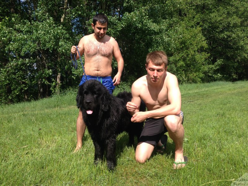 Фото: ньюфаундленд Brownblood MSK Helfi Best Armani (Браунблад МСК Хелфи Бэст Армани), Vladimir Hachatryan (Владимир Хачатрян)