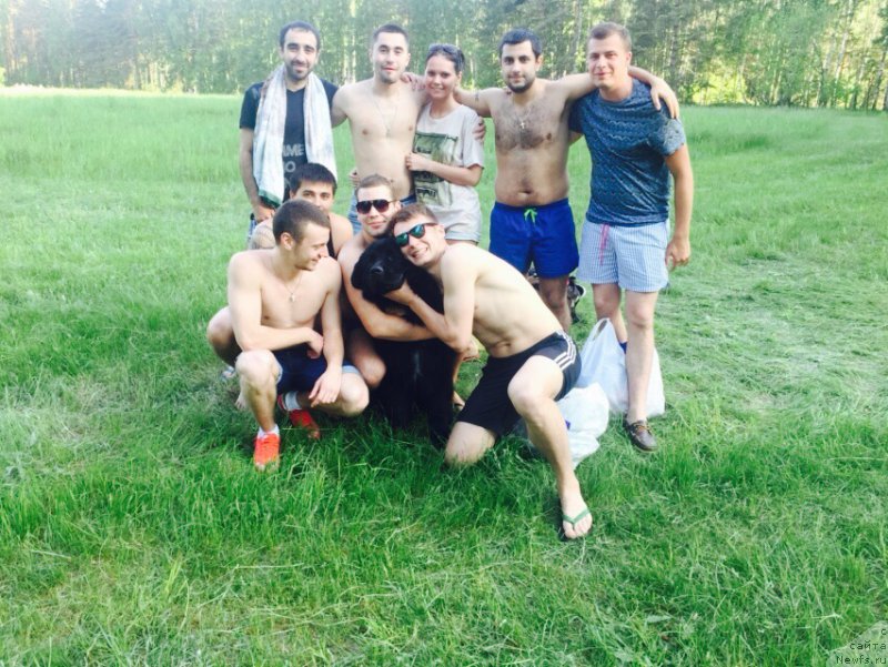 Фото: ньюфаундленд Brownblood MSK Helfi Best Armani (Браунблад МСК Хелфи Бэст Армани), Vladimir Hachatryan (Владимир Хачатрян)