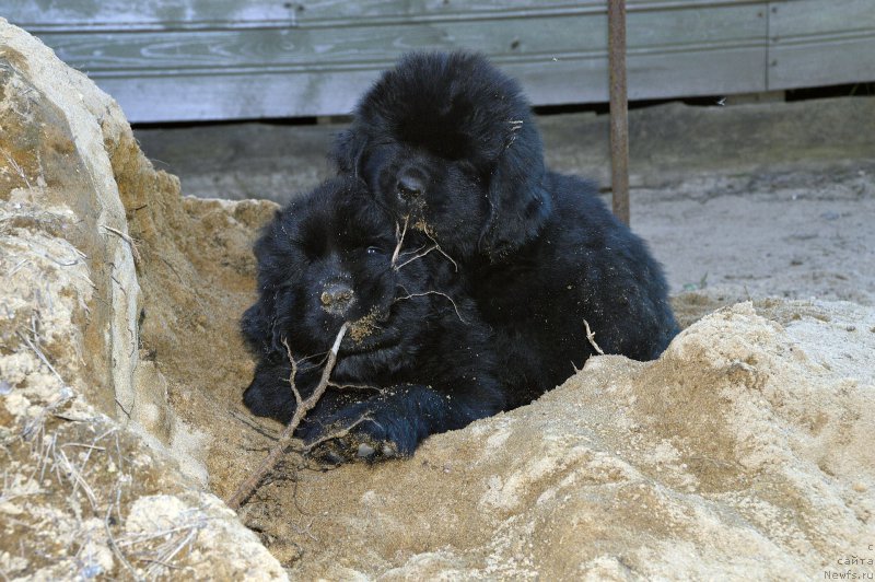 Фото: щенки от, ньюфаундленд Aquatoriya Kelvin Kadril (Акватория Келвин Кадриль), ньюфаундленд I Follow The Sun de L'Etoile de Cyrice