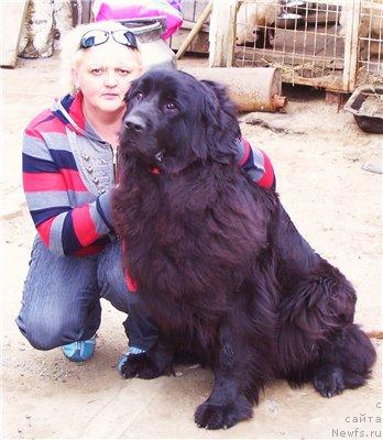 Фото: ньюфаундленд Huodye SHen' YUtta (Хуодэ Шень Ютта)
