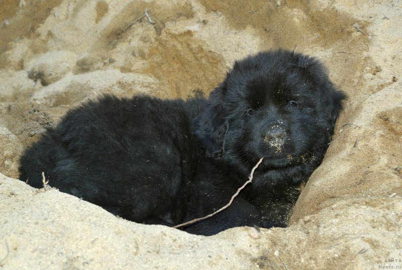 Фото: щенки кобель от, ньюфаундленд Aquatoriya Kelvin Kadril (Акватория Келвин Кадриль), ньюфаундленд I Follow The Sun de L'Etoile de Cyrice