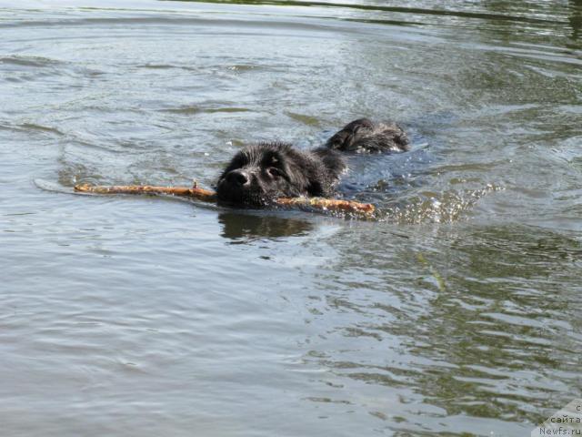 Фото: ньюфаундленд Azazel' Nejnyiy Cvetok (Азазель Нежный Цветок)