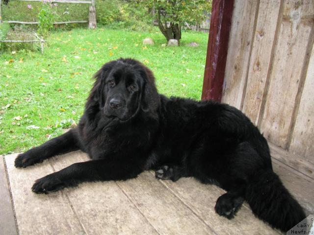 Фото: ньюфаундленд Azazel' Nejnyiy Cvetok (Азазель Нежный Цветок)