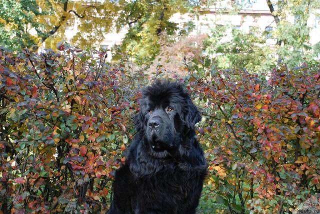 Фото: ньюфаундленд Talula Bell (Талула Белл)