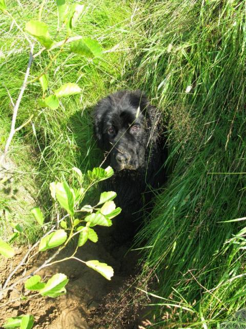 Фото: ньюфаундленд Azazel' Nejnyiy Cvetok (Азазель Нежный Цветок)