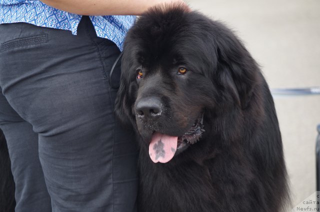 Фотография № 182954