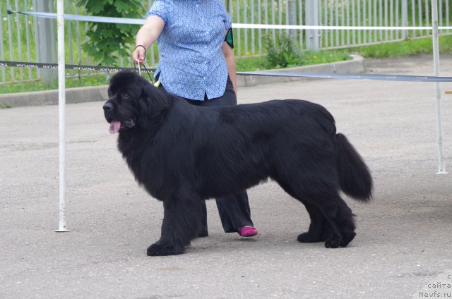 Фото: ньюфаундленд Chisty Brilliant Amigo (Чистый Бриллиант Амиго), Oksana SHevchuk (Оксана Шевчук)