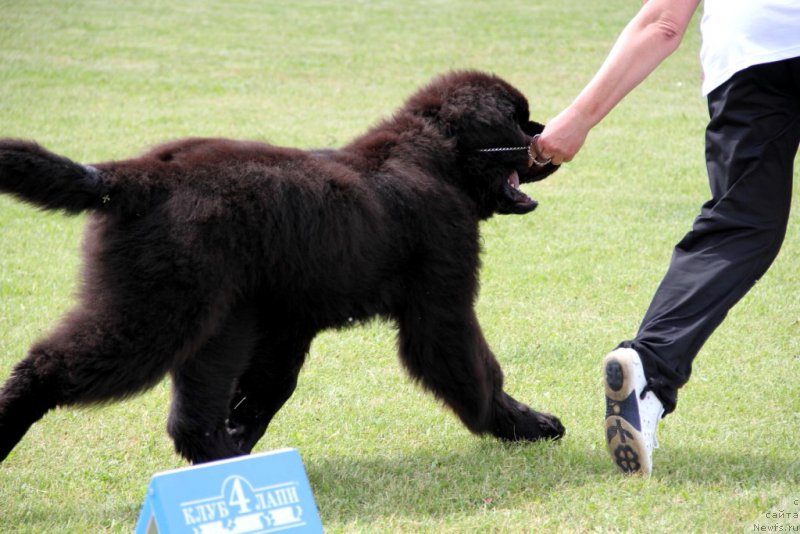 Фотография № 182957