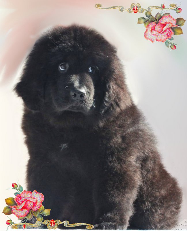Фото: ньюфаундленд CHernyiy Balu Eseniya (Черный Балу Есения)