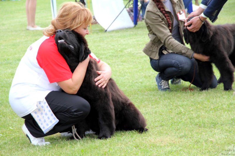 Фото: ньюфаундленд Galatea Dinastiya Soverchenstva, Natal'ya Fedosova (Наталья Федосова)